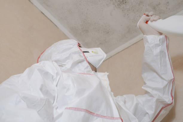 Best Mold Removal Process  in USA